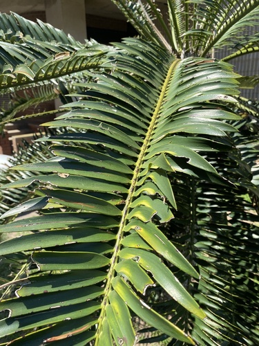 Eastern Cape giant cycad