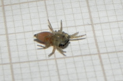 Maeota dorsalis