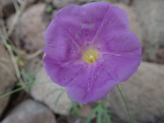 Ipomoea ternifolia leptotoma