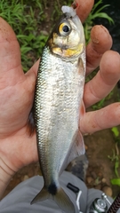 Brycon
