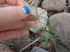 Ipomoea ternifolia leptotoma