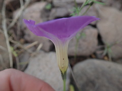 Ipomoea ternifolia leptotoma