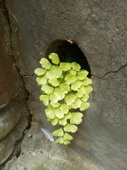 Adiantum orbignyanum