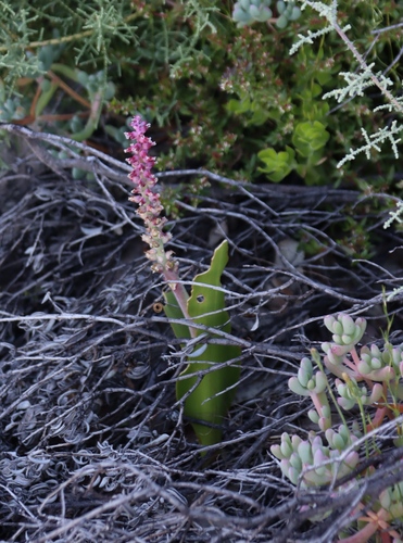 Lachenalia membranacea