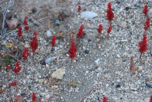 Crassula hirsuta