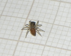 Maeota dorsalis