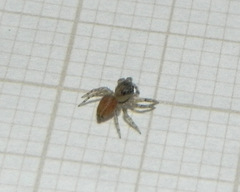 Maeota dorsalis