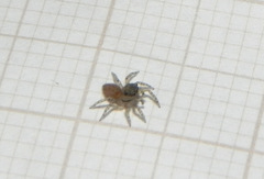 Maeota dorsalis