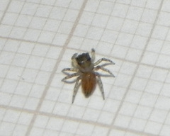 Maeota dorsalis