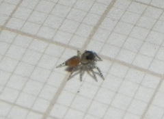 Maeota dorsalis