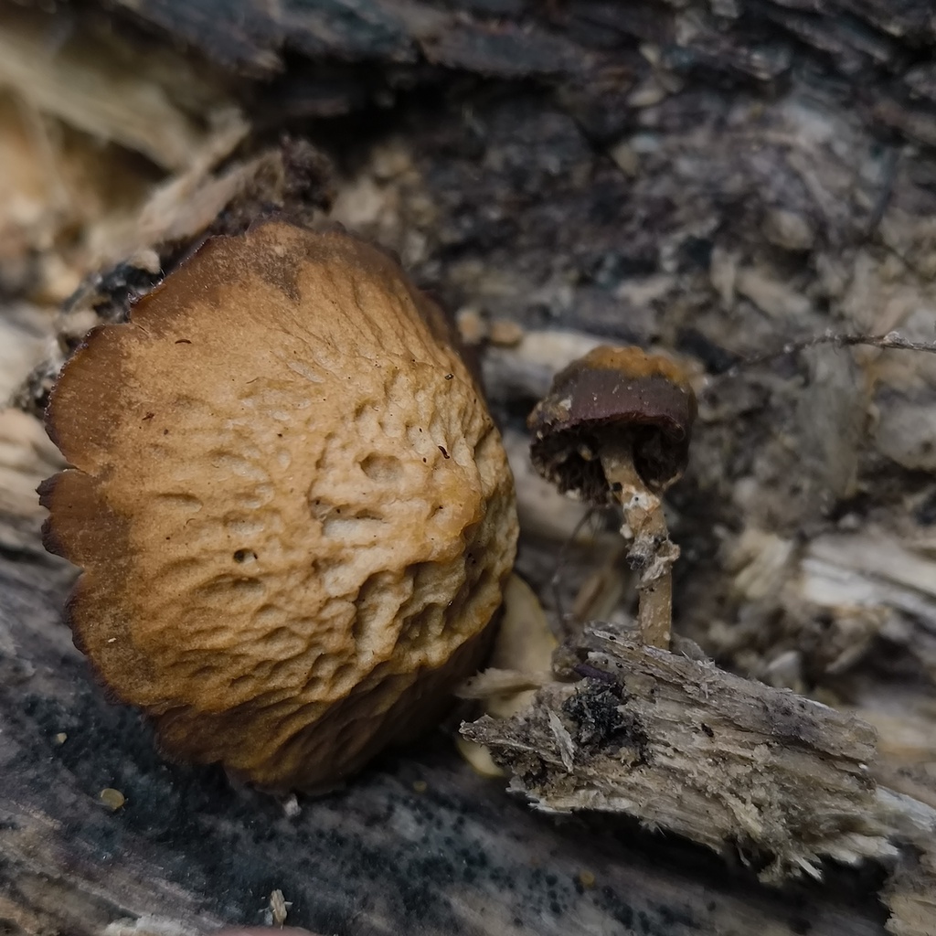 Simocybe phlebophora · October 2025 · photo: © zedt (iNaturalist, cc-by)
