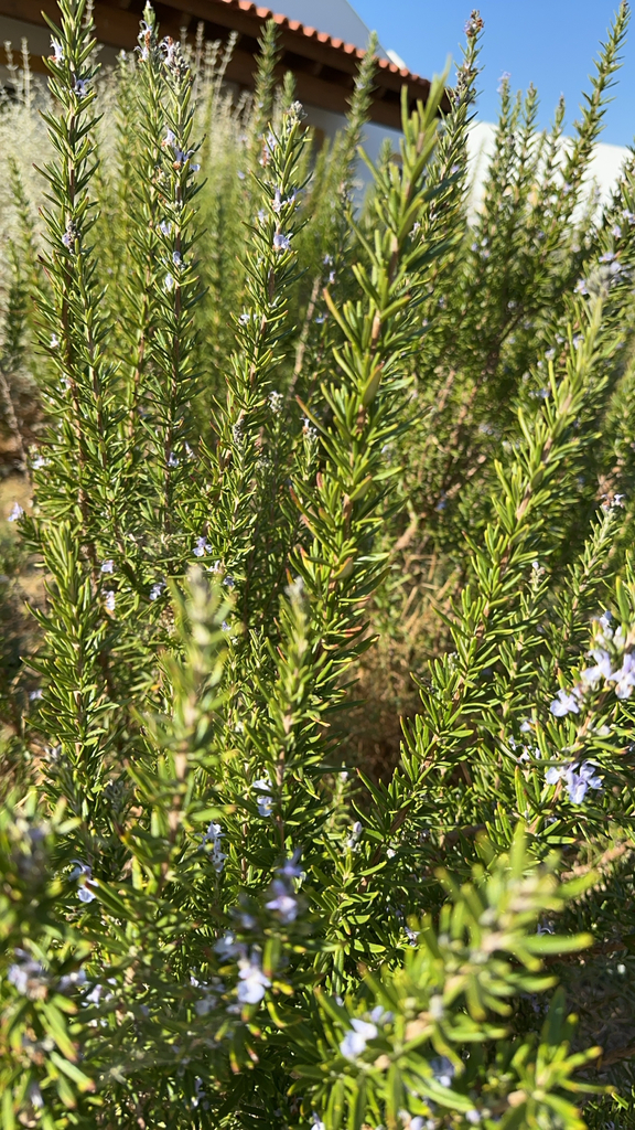 Salvia rosmarinus