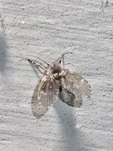Unknown species found near Horton, KS 66439, USA