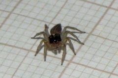 Maeota dorsalis