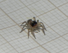 Maeota dorsalis