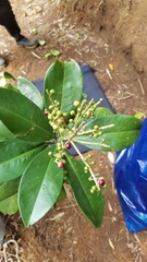 Ardisia revoluta