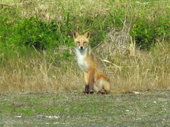 Vulpes vulpes schrencki
