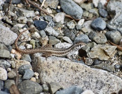 Leiocephalus raviceps uzzelli