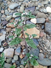 Heliotropium microstachyum