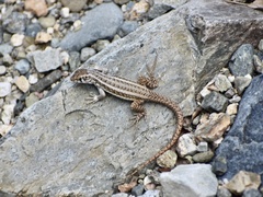 Leiocephalus raviceps uzzelli