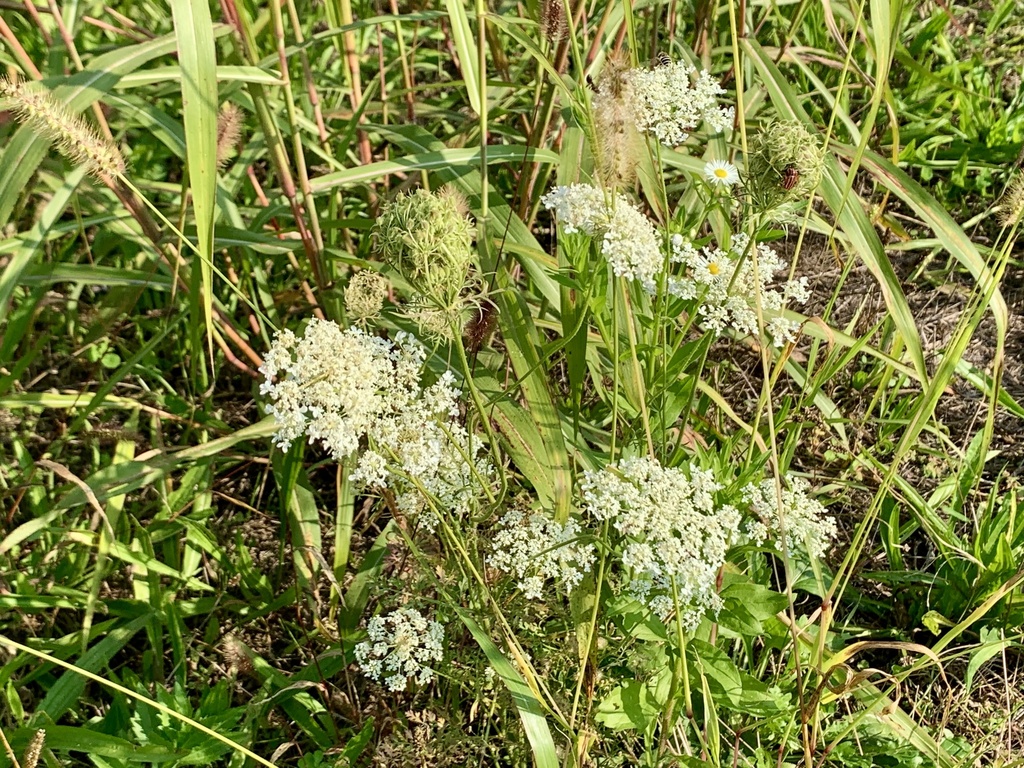 Daucus carota