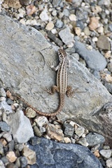 Leiocephalus raviceps uzzelli