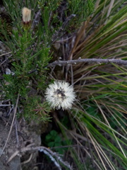 Baccharis boliviensis