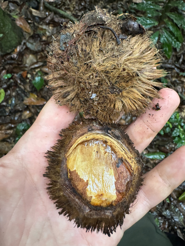 Irvingia grandifolia