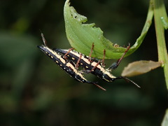 Rhinotia lineata