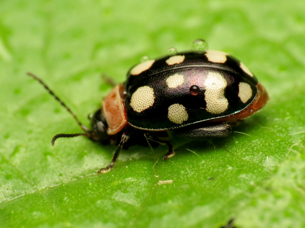 Alagoasa trifasciata from Alajuela, Costa Rica on December 04, 2016 at ...