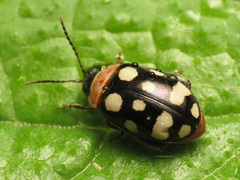 Alagoasa trifasciata