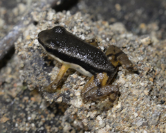 Dendrobatoidea