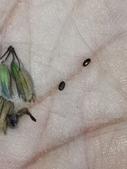 Greenmaniella resinosa