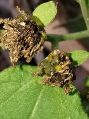 Greenmaniella resinosa