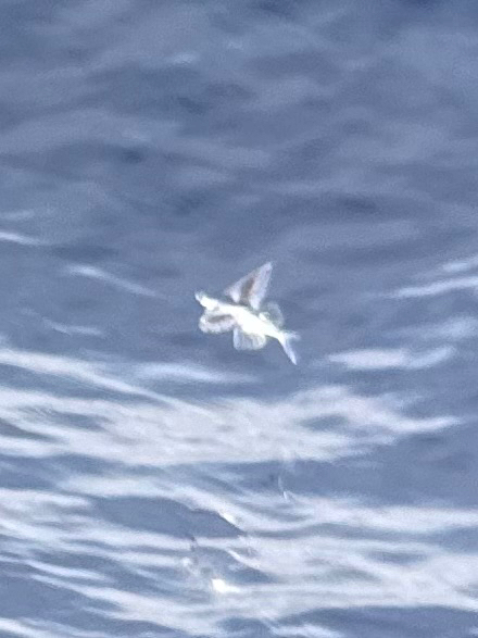 Spotfin flyingfish