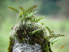 Pleopeltis polypodioides