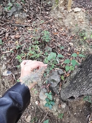 Greenmaniella resinosa