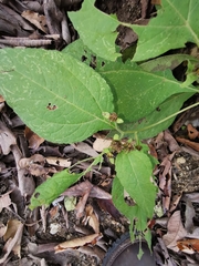 Greenmaniella resinosa