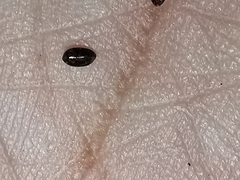 Greenmaniella resinosa