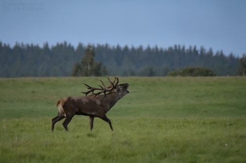 Red Deer