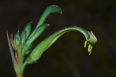 Anigozanthos viridis