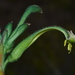 Green Kangaroo Paw - Photo (c) Tim Hammer, some rights reserved (CC BY), uploaded by Tim Hammer