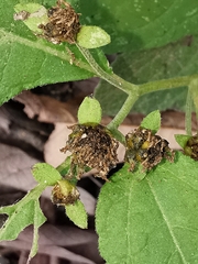 Greenmaniella resinosa