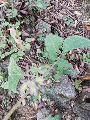 Greenmaniella resinosa