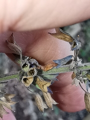 Greenmaniella resinosa