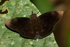 Aethilla echina echina