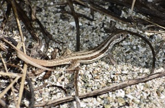 Leiocephalus raviceps uzzelli