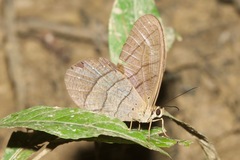 Pierella lamia chalybaea