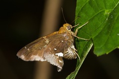 Epargyreus cruza