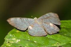 Emesis condigna